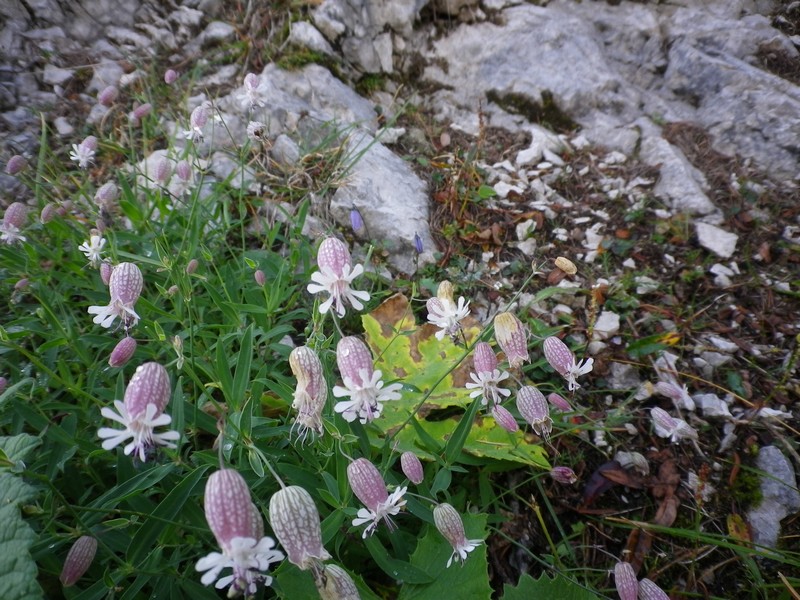 Silene in montagna - Silene vulgaris